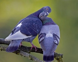 palomas-emparejadas-imagen